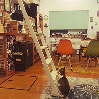 ロフトへのはしごを上る猫/ロフトへのはしご/ねこのいる風景/リビングのインテリア実例 - 2021-01-17 08:03:14