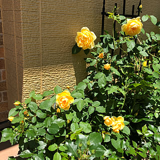 バラ/花のある暮らし/バラが好き/イングリッシュローズ/バラの庭のインテリア実例 - 2020-05-22 12:17:36