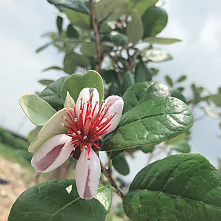 お花/第1号/フェイジョア/可愛い/玄関/入り口のインテリア実例 - 2019-07-08 12:35:08