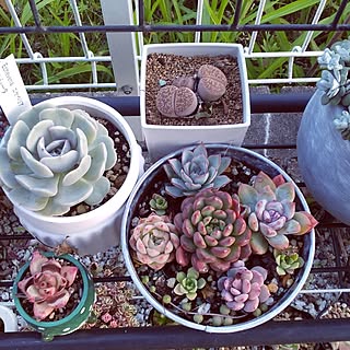 玄関/入り口/花のある暮らし/多肉植物のある暮らし/多肉植物/多肉植物大好きのインテリア実例 - 2023-05-26 00:18:34