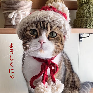 クリスマス/ニット帽/猫/毛糸/ねこのいる暮らし...などのインテリア実例 - 2022-12-04 20:14:50