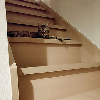 壁/天井/ねこのいる日常/保護猫/階段/階段でくつろぐ...などのインテリア実例 - 2020-06-13 13:39:50