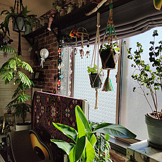 部屋全体/植物のある暮らし/植物が好き/花が好き/観葉植物...などのインテリア実例 - 2021-03-16 22:14:22