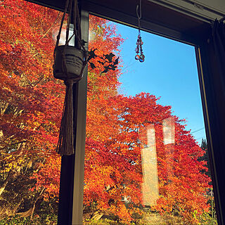 2022秋/紅葉がキレイ/癒しの空間/窓からの風景/お気に入りの場所...などのインテリア実例 - 2022-11-04 16:35:26