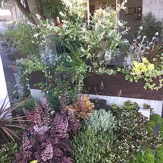 玄関/入り口/植物/DIY/観葉植物/美容院...などのインテリア実例 - 2017-05-27 16:39:24