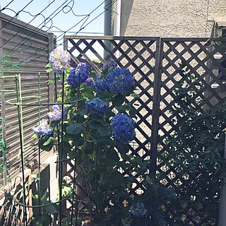 玄関/入り口/ドライフラワー/紫陽花の季節ですね〜/裏庭ガーデン/いつもいいねやコメありがとうございます♡のインテリア実例 - 2016-06-04 09:43:15