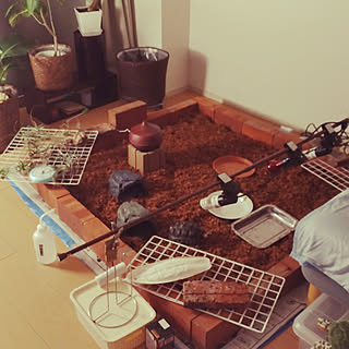 リクガメのインテリア実例 Roomclip ルームクリップ