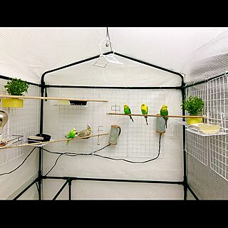 DIY/鳥部屋/部屋全体のインテリア実例 - 2020-04-14 21:11:54