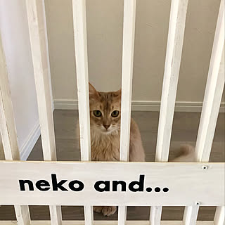 猫脱出防止柵のインテリア実例 Roomclip ルームクリップ