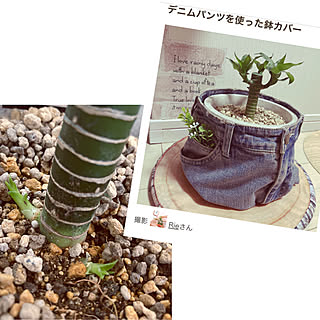 キングバンブー/鉢カバー/植物のある暮らし/観葉植物/グリーン...などのインテリア実例 - 2023-02-02 19:41:13