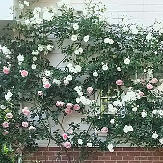 玄関/入り口/薔薇が好き/花のある暮らし/薔薇のある景色/アイスバーグ...などのインテリア実例 - 2016-05-19 18:04:04