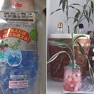 玄関/入り口/ドラセナ/ペットボトル/土なしで育てる観葉植物/ジュエルポリマーパール...などのインテリア実例 - 2018-08-05 12:29:37