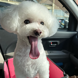 暑くて早く帰りました/初夏の陽射し/とてもいい犬と褒められます/リリーちゃんトリミングしました/晴れ21℃...などのインテリア実例 - 2023-03-09 22:16:57