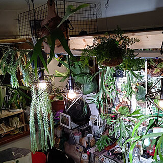 植物と暮らす/窓際のグリーン/ハンギング/緑のある暮らし/よるのお部屋...などのインテリア実例 - 2022-06-16 10:15:30