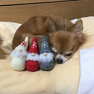 クリスマス/愛犬/リビングのインテリア実例 - 2019-11-19 22:34:58