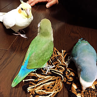 リビング/キリムラグ/インコと暮らす家/コザクラインコ/オカメインコのインテリア実例 - 2018-01-24 20:54:16