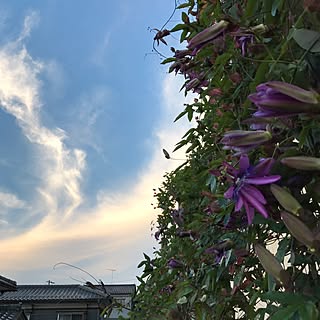 玄関/入り口/西側/その昔はグリーカーテン/夕方の空/ツル性植物好き...などのインテリア実例 - 2016-10-07 19:18:26