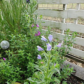 ベッド周り/エキウムブルーベッター/南側花壇/植物いろいろ/小さな庭のインテリア実例 - 2020-05-07 21:28:44