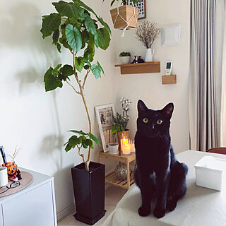 IKEA/無印良品 壁に付けられる家具/黒猫♡/ブラックインテリア/ねこと暮らす...などのインテリア実例 - 2022-10-01 08:24:47