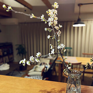 そめいよしの/さくら/お花/えだもの/桜の花...などのインテリア実例 - 2022-03-26 20:31:50