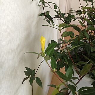 観葉植物/カロライナジャスミンのインテリア実例 - 2013-01-24 12:59:40