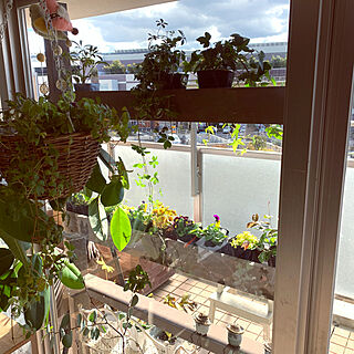 グリーン/グリーンのある暮らし/窓越し/窓越しの眺め/観葉植物のある暮らし...などのインテリア実例 - 2021-01-01 18:22:41