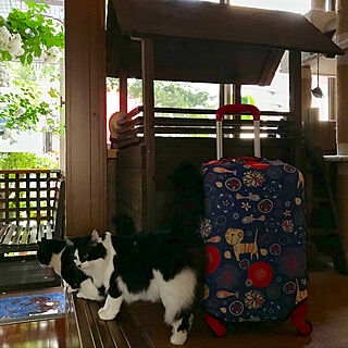 リビング/スーツケースカバー/スーツケース/キャットタワーDIY/保護猫...などのインテリア実例 - 2018-05-17 06:07:01