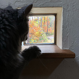 猫と暮らす/小窓/庭/窓からの眺め/お気に入りスペース...などのインテリア実例 - 2021-11-04 17:05:43
