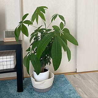 観葉植物/IKEA/シンプル/水色×白/新婚 賃貸...などのインテリア実例 - 2020-11-01 13:17:40