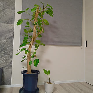 観葉植物/挿し木に挑戦/挿し木成功♡/挿し木で増えました！のインテリア実例 - 2022-05-15 17:33:41