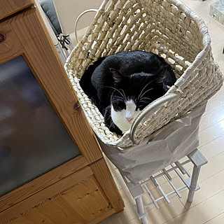 部屋全体/猫と暮らす家/猫のいる生活/ねこと暮らす。/猫ばかりですみません...などのインテリア実例 - 2022-11-15 21:28:52