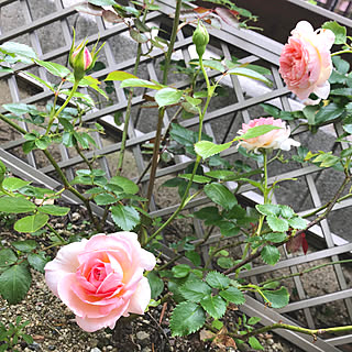 ガーデニング初心者/初めてのばらの花♡/バラ初心者/2年目のピエールさん/ピエール・ドゥ・ロンサール...などのインテリア実例 - 2020-05-24 10:55:56