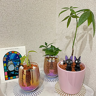 セラミスグラニュー/観葉植物のある暮らし/ジブリのある暮らし/ジブリ好き/コーヒーの木...などのインテリア実例 - 2023-04-09 18:27:37