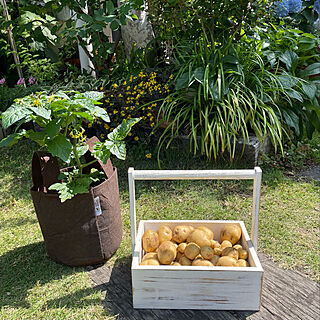 家庭菜園初心者/ルーツポーチ/オカモチ/Salut!の雑貨/鈴なりミニトマト...などのインテリア実例 - 2022-06-03 12:46:09