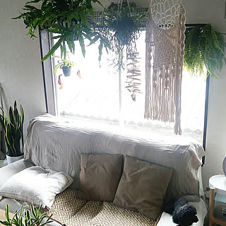 シダ植物/観葉植物のある部屋/観葉植物/吊るすインテリア/roomclip...などのインテリア実例 - 2018-06-27 11:02:17