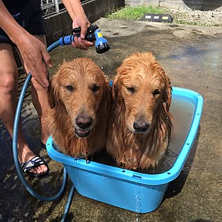 バス/トイレ/犬/可愛い♡/兄弟/犬と暮らす家...などのインテリア実例 - 2016-09-18 21:57:02