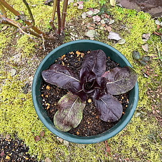 明日から雨マークつづく☔️/トレビス植え替えしました/イタリア野菜トレビス/寒くなりましたね/曇り19℃...などのインテリア実例 - 2022-11-29 11:42:18