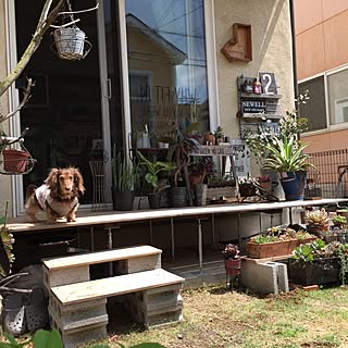 鋼製束/コンクリートブロック/犬が居る生活/植物のある暮らし/サボテン...などのインテリア実例 - 2017-04-19 11:54:18