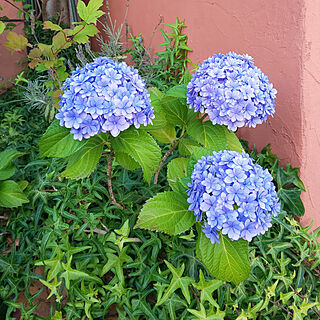 玄関/入り口/植物が好き/植物のある暮らし/花が好き/紫陽花...などのインテリア実例 - 2021-06-08 22:24:35