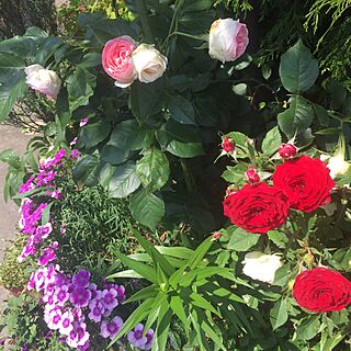 玄関/入り口/植物のインテリア実例 - 2016-05-24 09:31:32