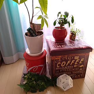 観葉植物/新しく仲間入り/100円グッズ/フォロワーさんに愛❤︎感謝/セリア...などのインテリア実例 - 2019-04-03 10:01:57