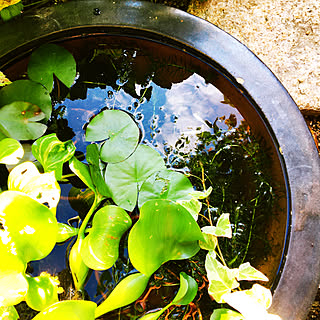 睡蓮鉢/殿様ガエルの襲撃/ビオトープ始めました/水生植物初心者/白メダカ...などのインテリア実例 - 2020-08-02 06:45:30