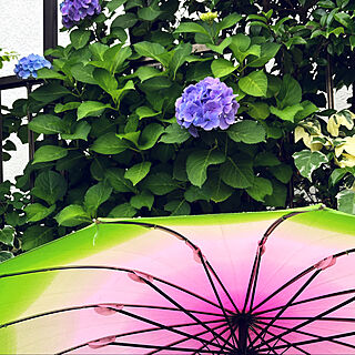 傘/雨の日の楽しみ方/心地よい暮らし/はなのある暮らし/紫陽花...などのインテリア実例 - 2022-06-14 06:14:09