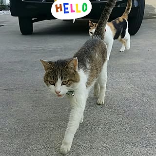 ベッド周り/猫もすき/猫部/外猫/記録用...などのインテリア実例 - 2016-08-16 16:00:37