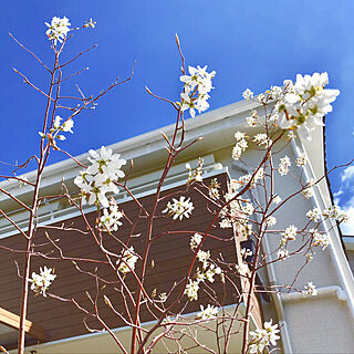 お花が♡/シンボルツリー/落葉樹/お気に入り/お庭が大好き...などのインテリア実例 - 2019-04-19 10:22:22