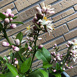 いい香り♡/レモンの花/レモンの木/植物のある暮らし/ガーデン...などのインテリア実例 - 2018-04-26 18:51:57