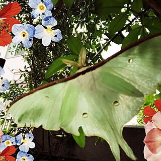 蝶々/みてくださる皆様に感謝です❤️/植物のある暮らし/自然と共に/身近に自然をのインテリア実例 - 2022-01-04 19:23:49