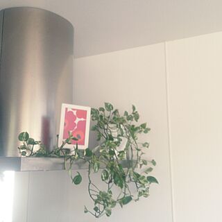 キッチン/換気扇上/観葉植物/IKEA/マリメッコのインテリア実例 - 2014-05-04 09:38:43