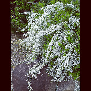 玄関/入り口/花のある暮らし/京都/京町家に住む/オーガニック系の暮らし...などのインテリア実例 - 2020-03-31 17:44:59