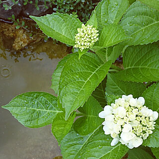 手作りの庭/白い花が好き/グリーンが好き/庭/紫陽花...などのインテリア実例 - 2019-06-14 17:09:34